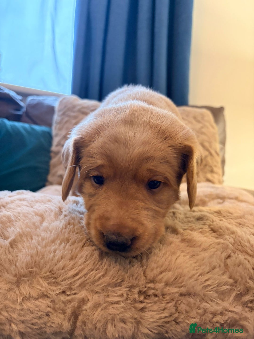 Labradoodle dogs for sale: 7 beautiful labradoodle puppies wanting a home - Advert 12