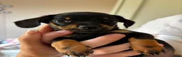 Chiweenie dogs for sale: 4 Gorgeous Chiwennie puppies - Advert 10