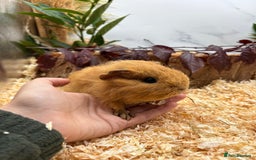 Guinea Pig rodents for sale: 🏡🐹 Multiple pretty Boys available 🐹🏡 - Image 29