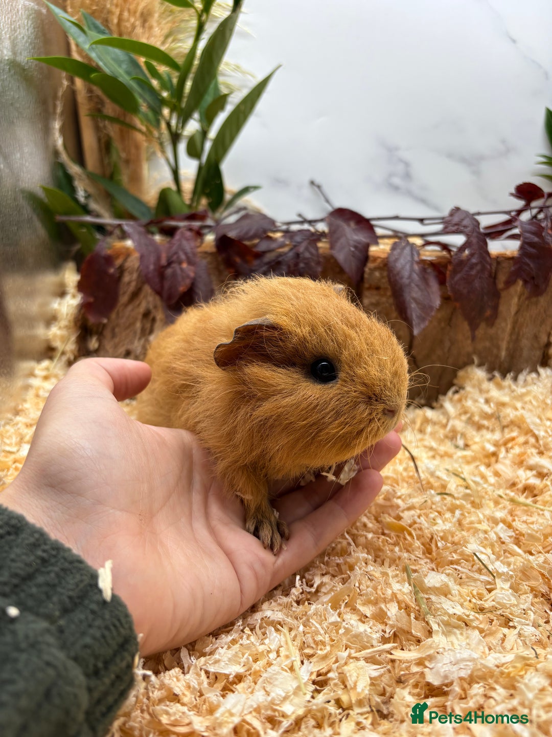 Guinea Pig rodents for sale: 🏡🐹 Multiple pretty Boys available 🐹🏡 - Image 29