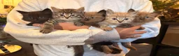 Ragdoll cats for sale: Rag doll cross Bengal kittens  - Advert 2