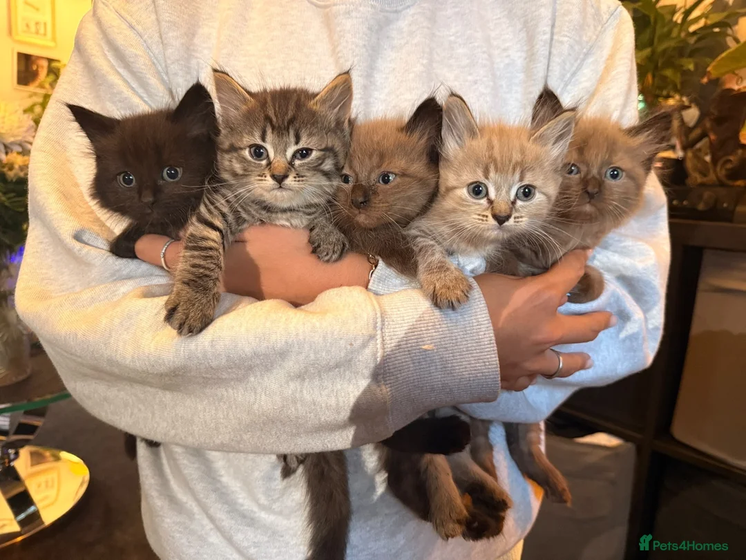 Ragdoll cats for sale: Rag doll cross Bengal kittens  - Advert 2