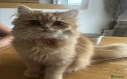 Persian cats for sale: Persian x ragdoll - Image 5