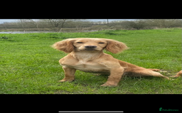 Cocker Spaniel dogs for stud: Proven Health tested Cocker spaniel for stud  in Loughborough - Image 4