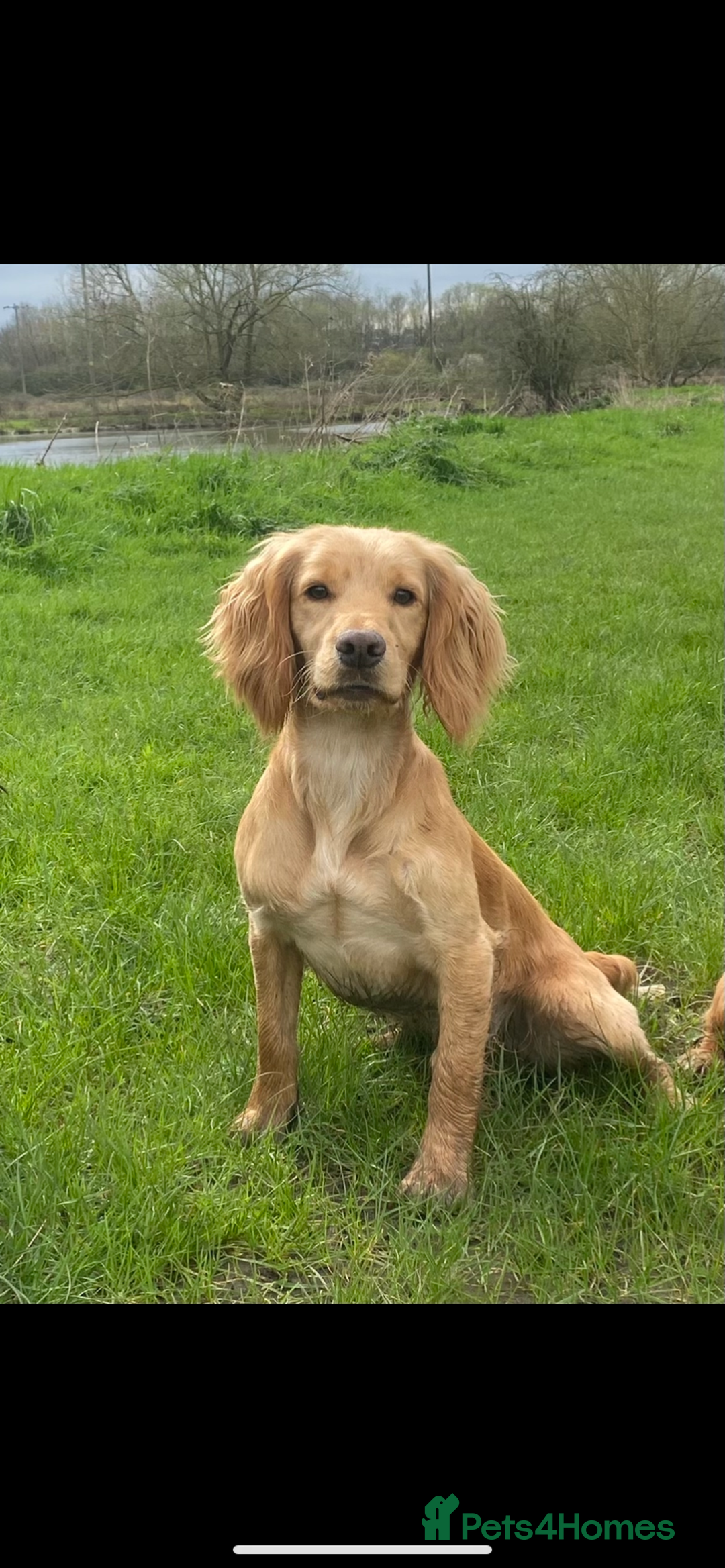 Cocker Spaniel dogs for stud: Proven Health tested Cocker spaniel for stud  in Loughborough - Image 4