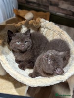 British Shorthair cats - Advert 3