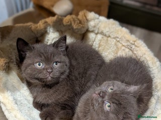 British Shorthair cats 4 boys left! GCCF Pedigree BSH, chocolate, lilac! - Advert 4