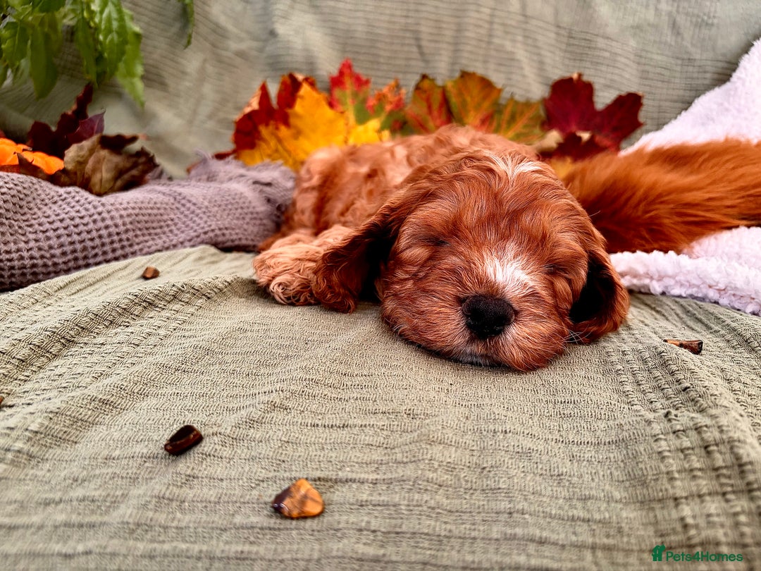 Mixed Breed dogs for sale: Cockapoo/Cavapoo Mix Puppies Available 10 Nov 25 - Image 28