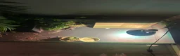 Tortoise reptiles for sale: Turtle  in Crewe - Advert 5