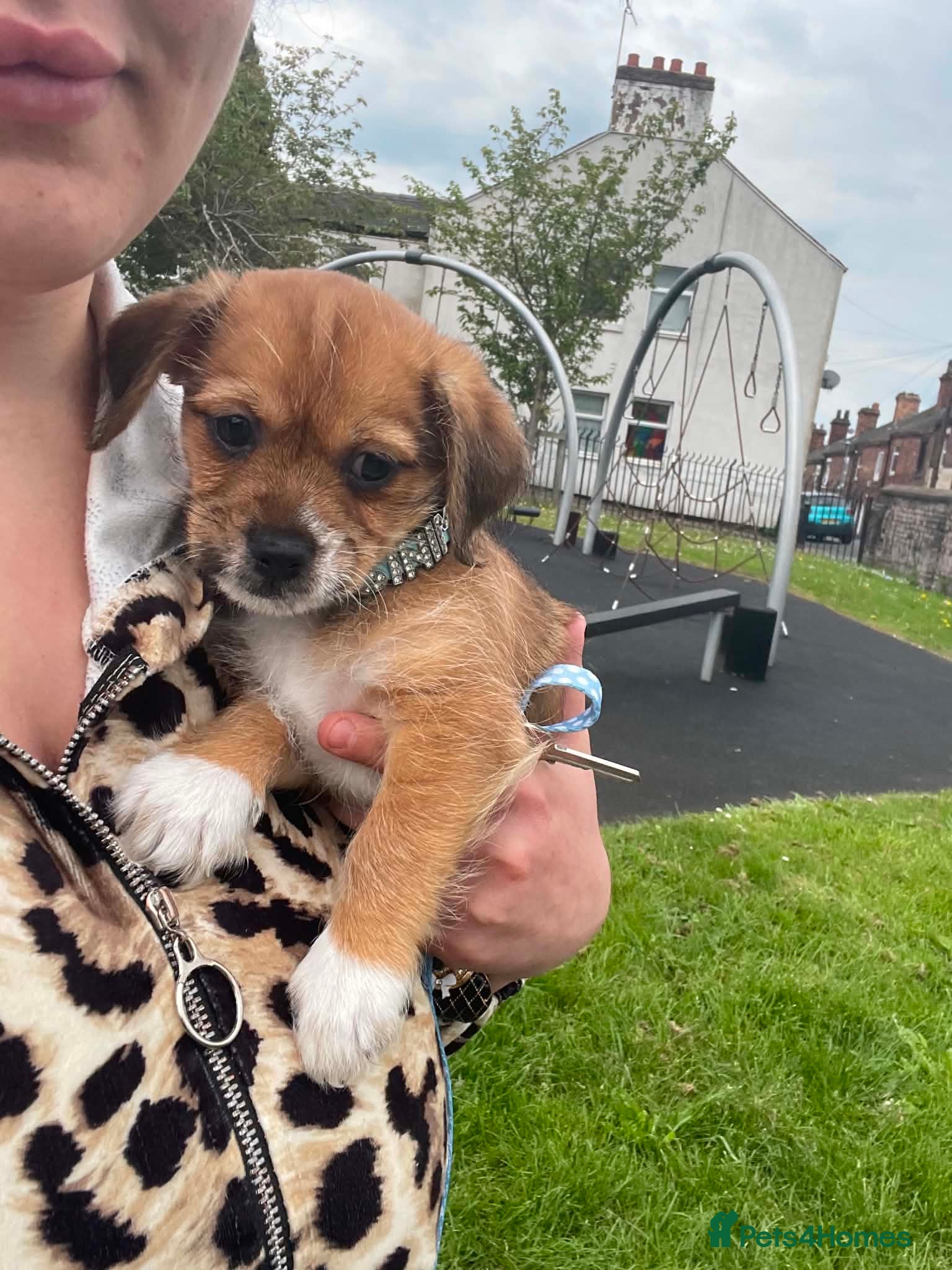 Mixed Breed dogs 13 weeks old Chihuahua shitzu mix - Advert 8