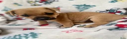 Mixed Breed dogs for sale: Jack Russell/ Yorkshire terrier puppy’s  in Pontypool - Advert 20