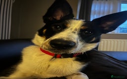 Mixed Breed dogs for sale: Lovely boy  - Image 2