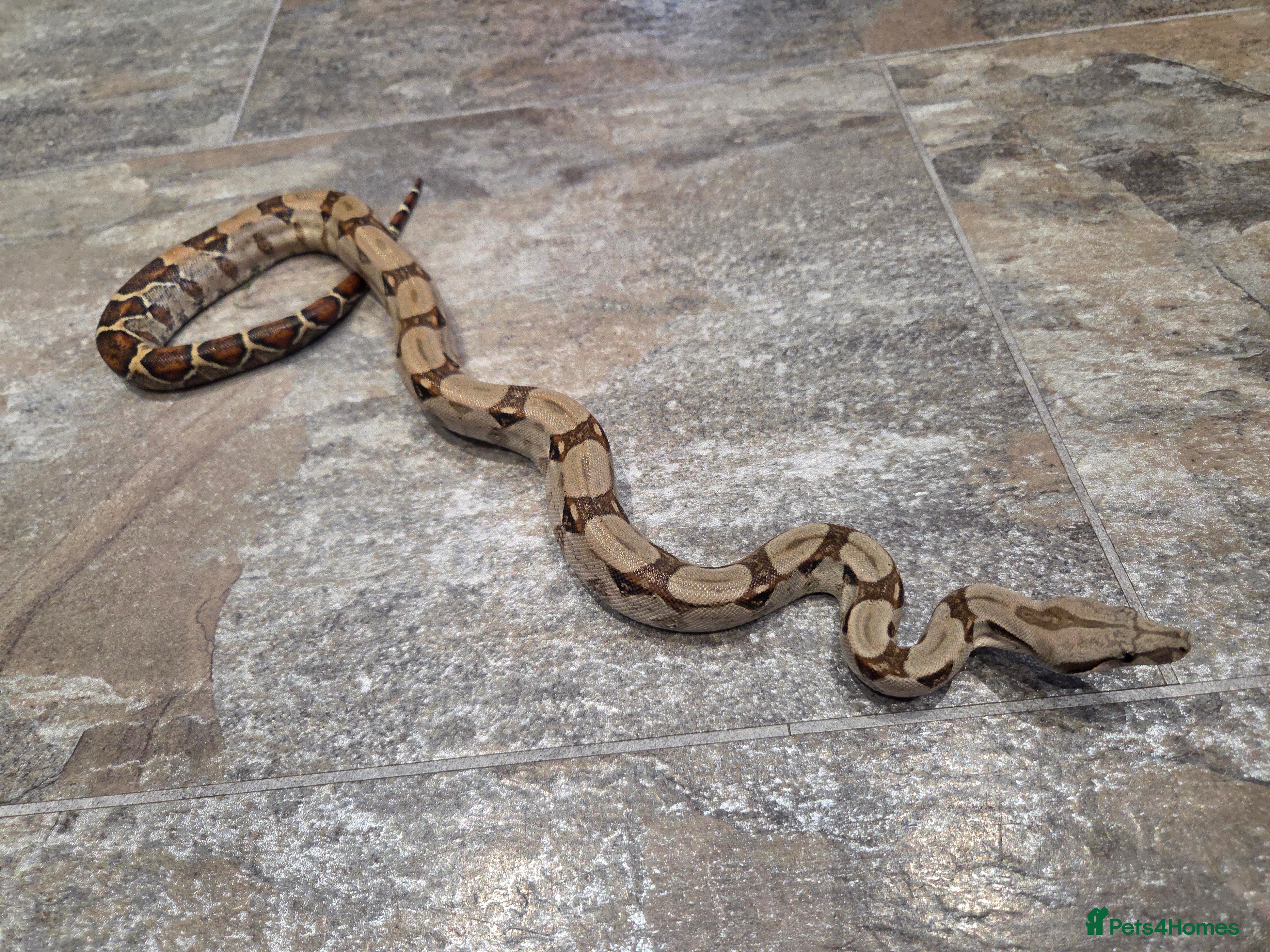 Boa Snake reptiles Female boa snake in Andover - Advert 1