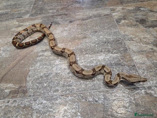 Boa Snake reptiles Female boa snake in Andover - Advert 1