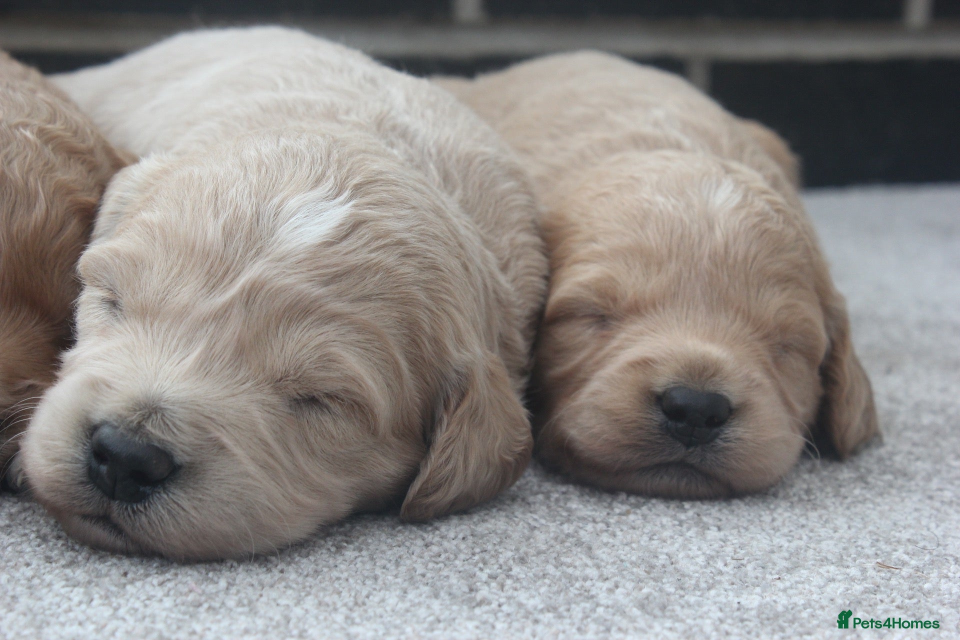 Mini Goldendoodle dogs Beautiful F1 Goldendoodles - Advert 2