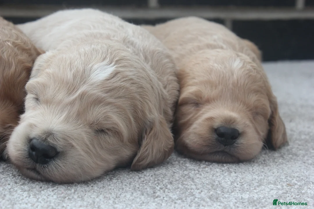 Mini Goldendoodle dogs for sale: Beautiful F1 Goldendoodles - Advert 2