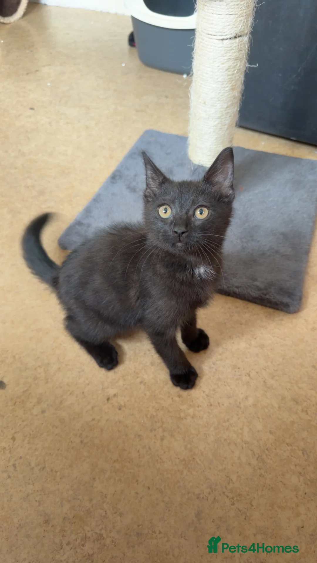 Mixed Breed cats for sale: Male kitten - Advert 2