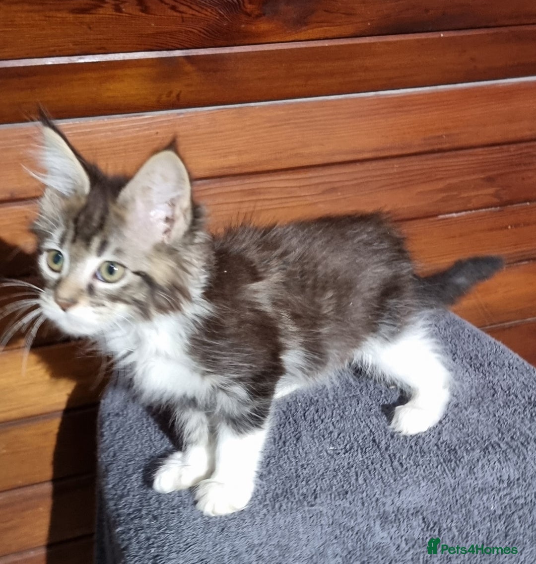 Maine Coon cats for sale: Pedigree Maine Coon Kittens for sale  - Image 17