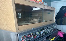 Corn Snake reptiles for sale: Albino corn snake  - Image 2