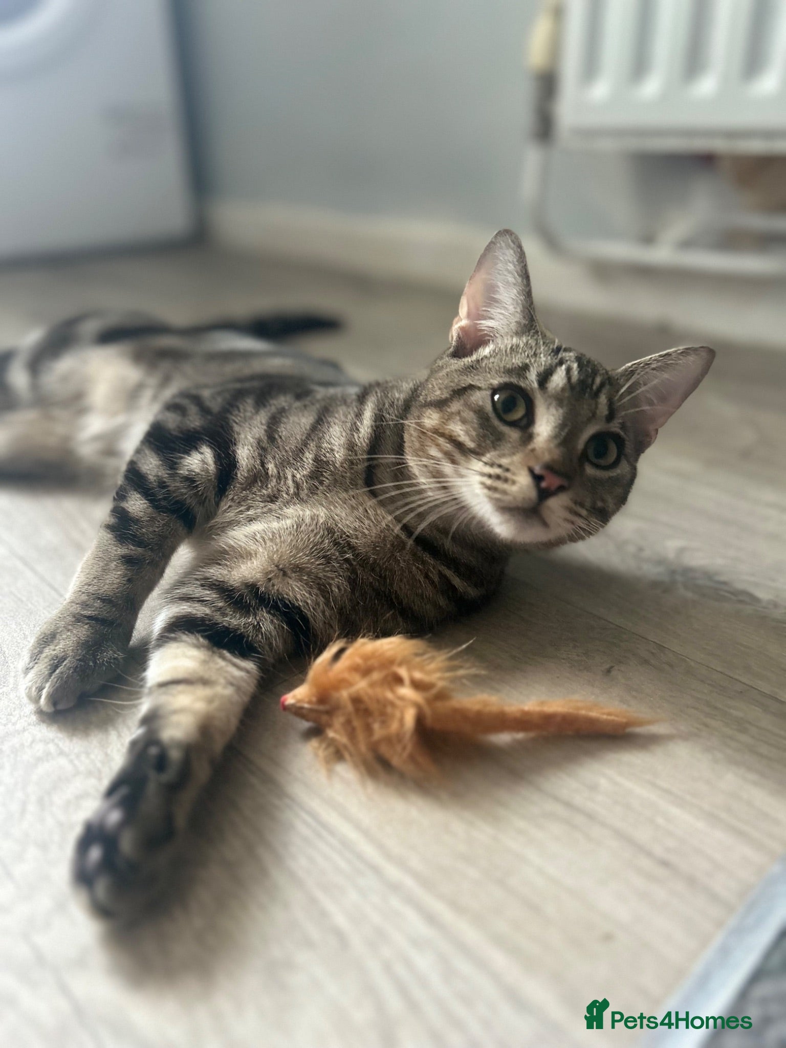 Bengal cats NEEDS REHOMING - Advert 2