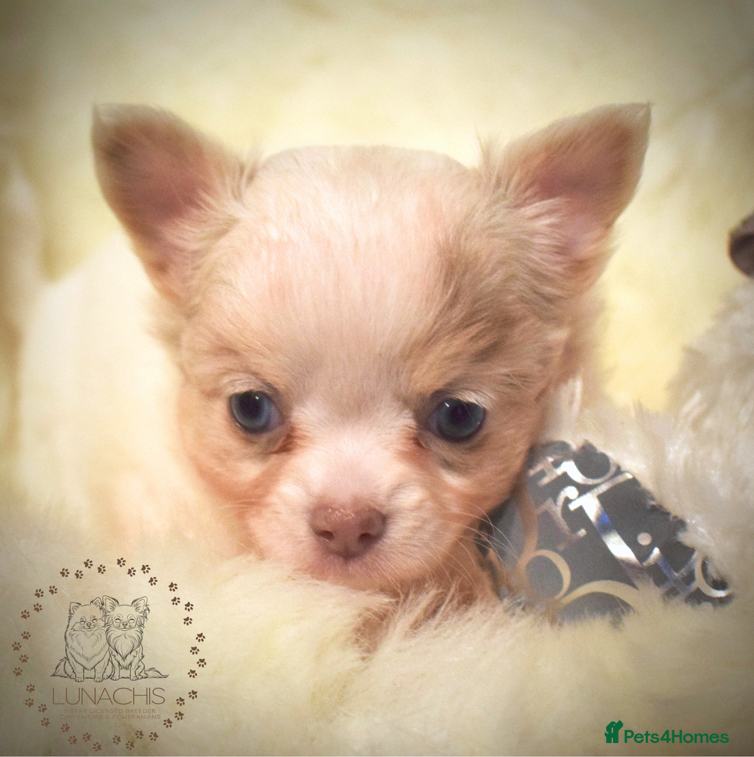 Chihuahua dogs for sale: Stunning chihuahua puppies  - Advert 6