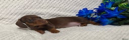 Miniature Dachshund dogs for sale: BEAUTIFUL KC MINI DACHSHUND READY TO LEAVE 23/12   - Advert 35