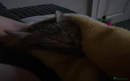 Bengal cats for sale: Three stunning Bengals reduced  - Image 21