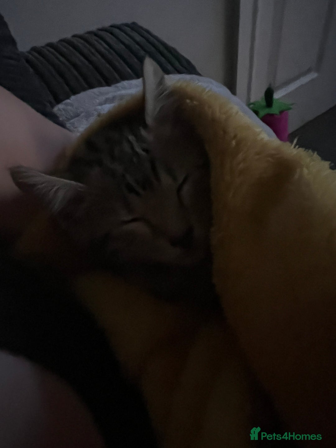 Bengal cats for sale: Three stunning Bengals reduced  - Image 21