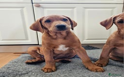 Labrador Retriever dogs for sale: Fox Red Labrador Retriever KC Registered puppies in Wetherby - Image 2