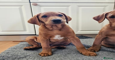 Labrador Retriever dogs in Wetherby - Advert 5