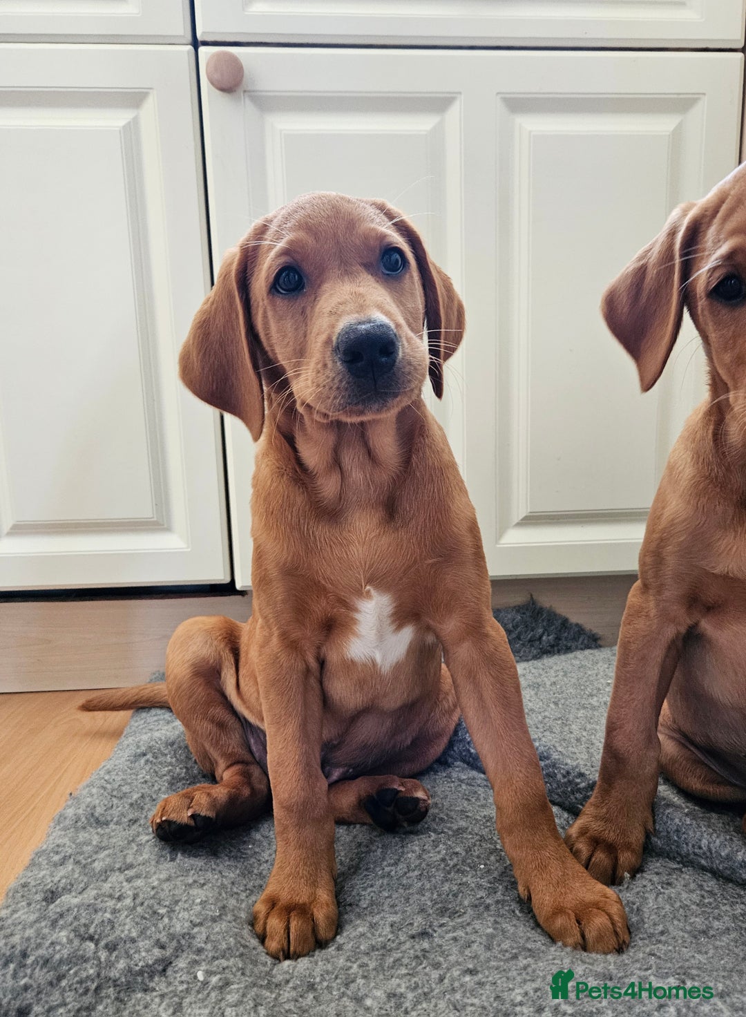Labrador Retriever dogs for sale: Fox Red Labrador Retriever KC Registered puppies in Wetherby - Image 2