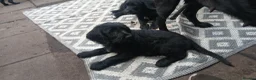 Mixed Breed dogs for sale: Last 3 gorgeous Cockapoo x Ready for new homes - Advert 5