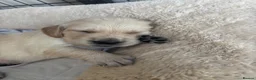 Golden Retriever dogs for sale: Golden retriever puppies - Advert 14