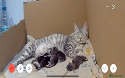 Mixed Breed cats for sale: 5 beautiful kitten looking for their forever homes - Image 7