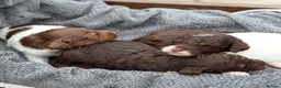 Labradoodle dogs for sale: ✨️Solstice Babies , Ready 4 Homes Late August✨️  - Advert 6