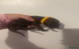 Standard Poodle dogs for sale: Beautiful litter of Standard Poodle Puppies  - Image 8
