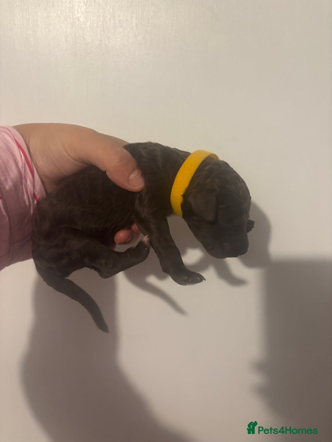 Standard Poodle dogs for sale: Beautiful litter of Standard Poodle Puppies  - Image 8