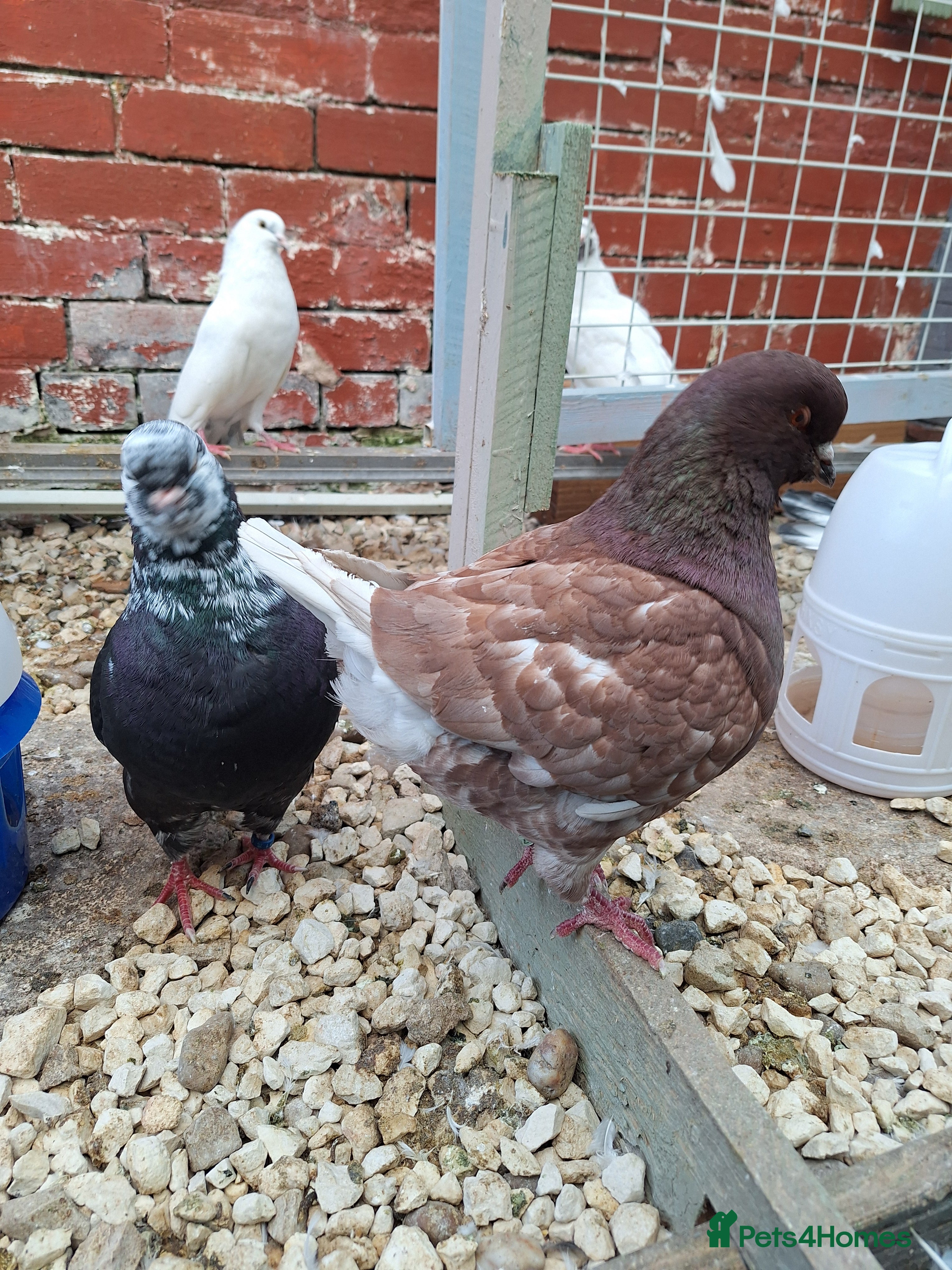 Conures birds King Madonna Pigeon for sale - Advert 11