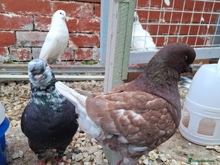 Conures birds King Madonna Pigeon for sale - Advert 10