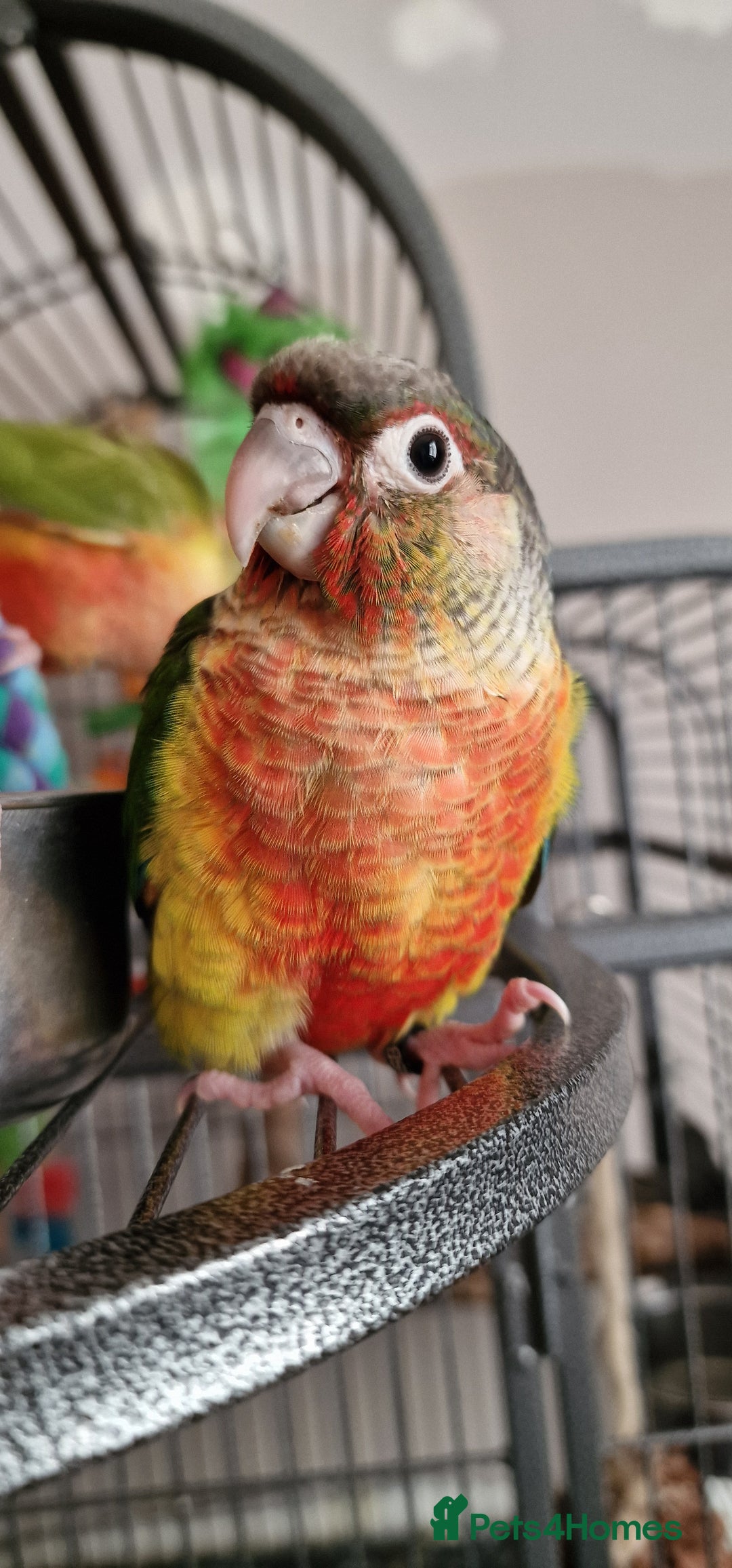 Conures birds for sale: Beautiful fully hand reared conure baby's  - Advert 9