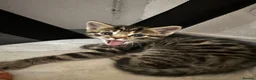 Bengal cats for sale: Bengal x kittens - Advert 17