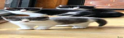 Mixed Breed cats for sale: Lovely kittens - Advert 11