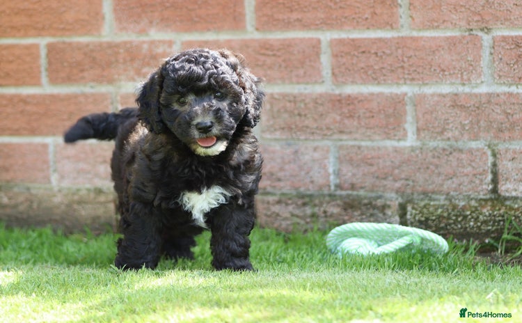 Cavapoochon dogs - Advert 3