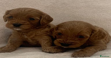 Cavapoo dogs - Advert 5