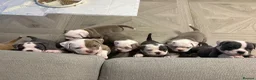 Old Tyme Bulldog dogs for sale: EXQUISITE Old tyme English bulldog puppies  - Advert 3