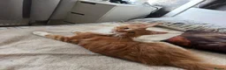 Maine Coon cats for sale: BEAUTIFUL BOY MAINE COON AVAILABLE  - Advert 5