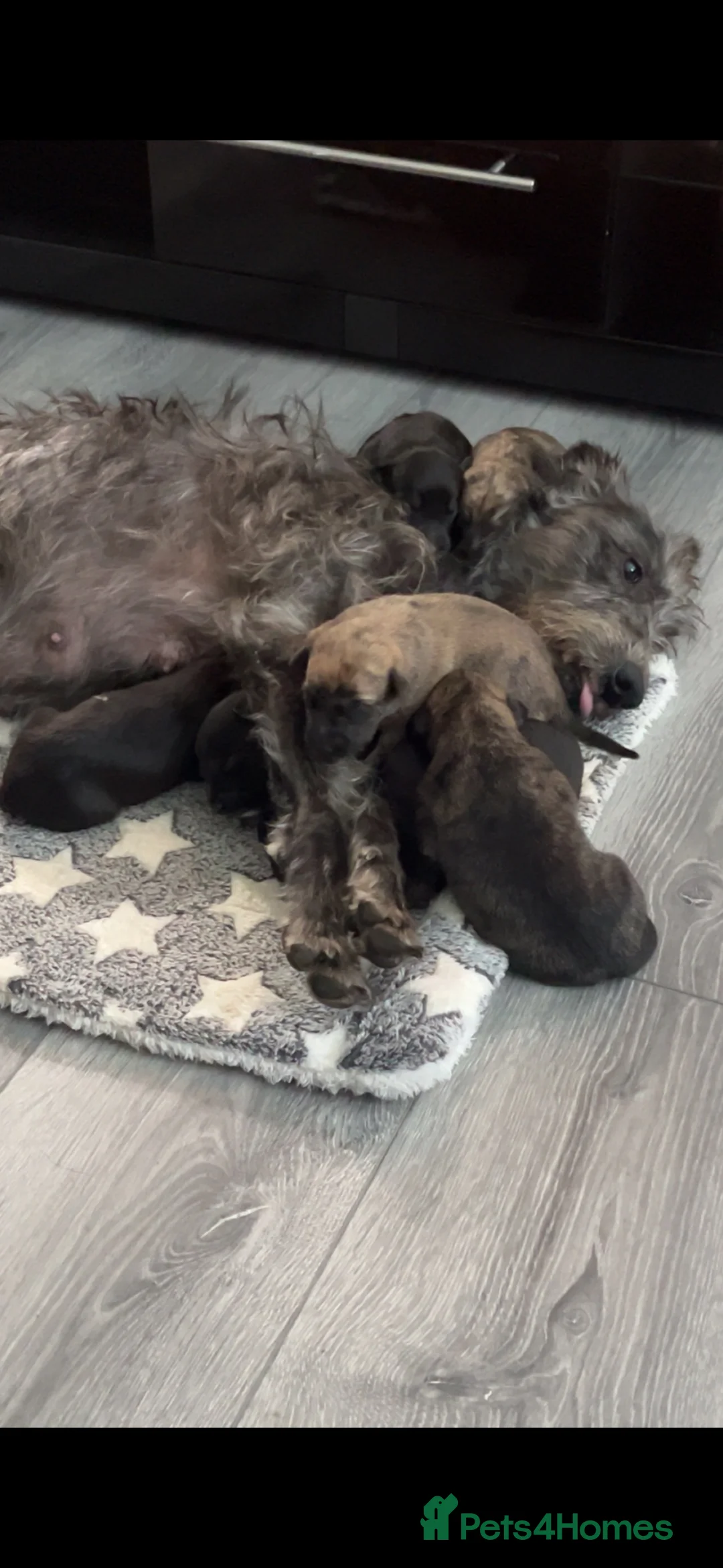 Mixed Breed dogs for sale: Beddy whippet x Whippet dog - Advert 2