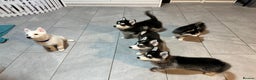 Pomsky dogs for sale: READY SMALL F4 POMSKY - Advert 5