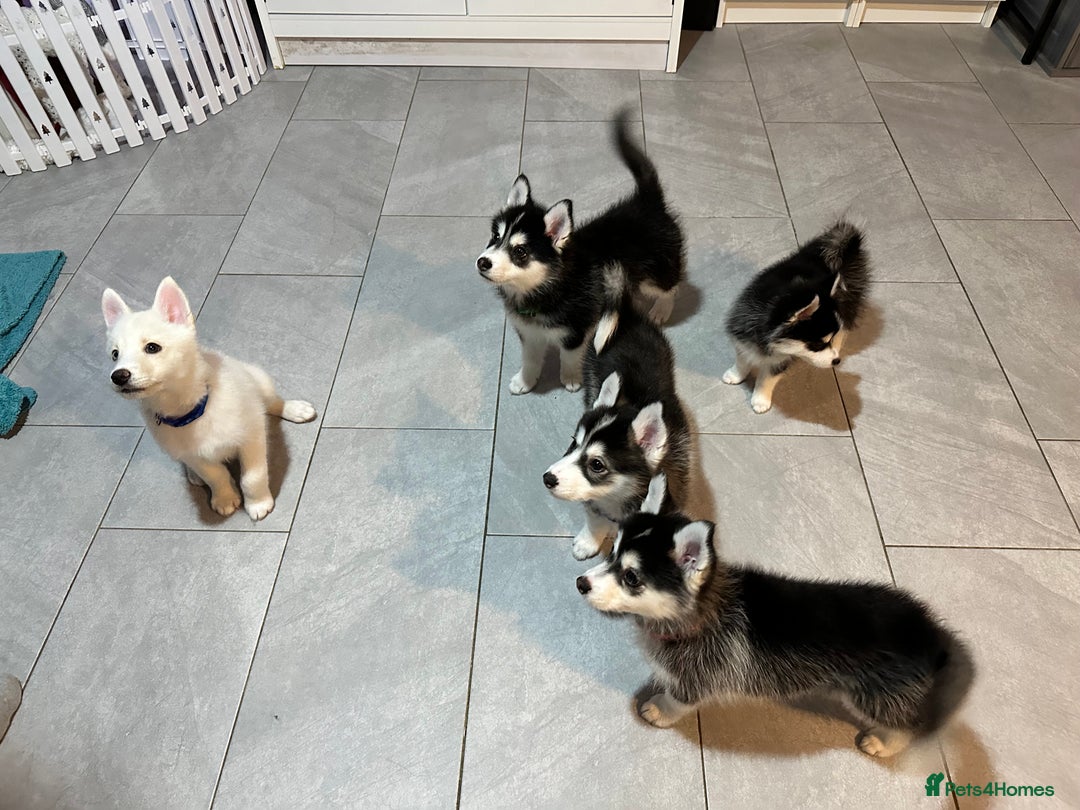 Pomsky dogs for sale: READY SMALL F4 POMSKY - Advert 5