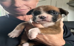 Boxer dogs for sale: Gorgeous litter of tailed and bob tailed boxers  - Image 14
